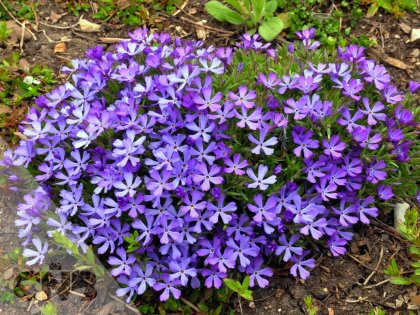 Violet Pinwheels