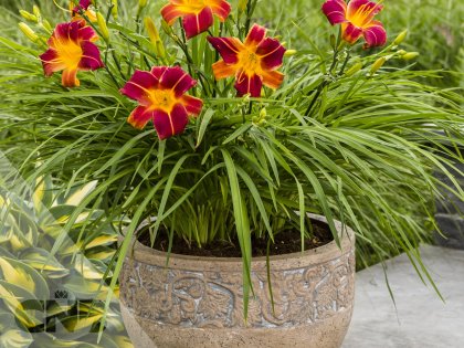 EveryDaylily™ Red Ribs