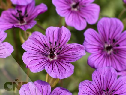 Daily Purple™