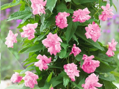 Pink lovers