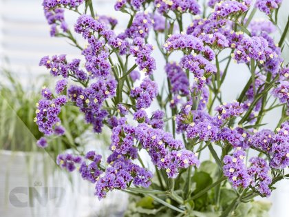 'Sinzii Lavenderish'
