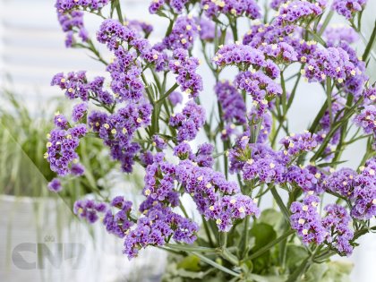 'Sinzii Lavenderish'®