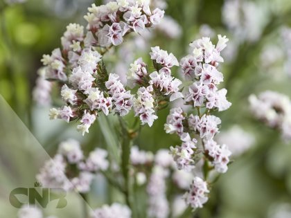 'Sinzii Silverish'®
