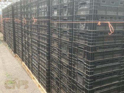 Tulpen exportkratten