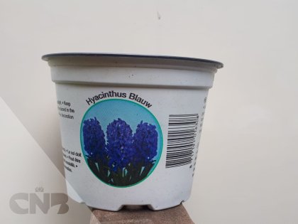 12 cm potten hyacinth