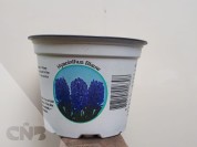 Foto van Kunststof potten -Hyacinten
