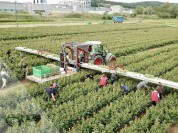 Foto van VDR oogstband voor bloemen met platform