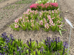 Highlighted image: CNB hyacintenshowtuin geopend!