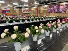 Highlighted image: CNB Dutch Peony Days 2025 groot succes
