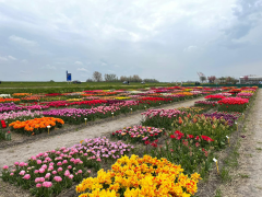 Highlighted image: CNB Floratuin