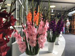 Highlighted image: Andere insteek Gladiolendagen