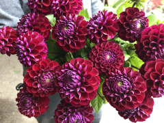 Highlighted image: Aan tafel met... dahlia 'Ivannetti'