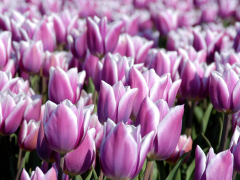 Highlighted image: Koude start voor tulp