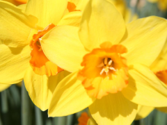 Highlighted image: Narcissus