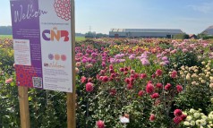 News image: CNB Dahliashowtuin nog geopend!