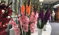 News image: Andere insteek Gladiolendagen