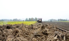 News image: Calla-oogst geeft wisselend beeld