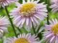 Pink Aster X (AA 100103 ®)