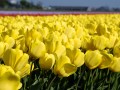 Foto van West-Friesland